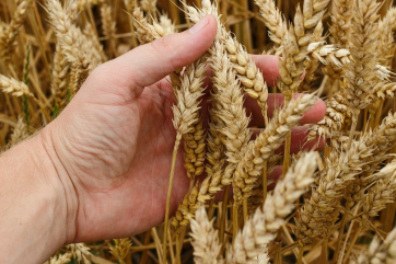 Селекционер получил золотую медаль РАН за выведение 17 сортов пшеницы